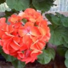 Geranium Maverick Orange Perennial Flower 10 PCS Seeds