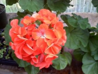 Geranium Maverick Orange Perennial Flower 10 PCS Seeds