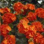 Geranium Maverick Orange Perennial Flower 10 PCS Seeds