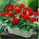 Geranium Maverick Scarlet Perennial Flower 10 PCS Seeds Geranium Maverick Scarlet Perennial Flower 10 PCS Seeds