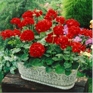 Geranium Maverick Scarlet Perennial Flower 10 PCS Seeds