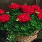 Geranium Maverick Scarlet Perennial Flower 10 PCS Seeds