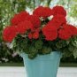 Geranium Maverick Scarlet Perennial Flower 10 PCS Seeds