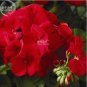 Geranium Maverick Scarlet Perennial Flower 10 PCS Seeds