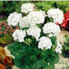 Geranium Maverick White Perennial Flower 10 PCS Seeds