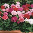 Geranium Mixed 4 Types Rare 10 PCS Seeds