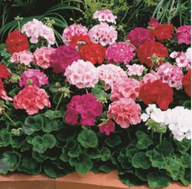 Geranium Mixed 4 Types Rare 10 PCS Seeds