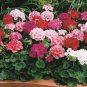 Geranium Mixed 4 Types Rare 10 PCS Seeds