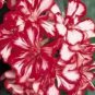 Geranium Mixed 4 Types Rare 10 PCS Seeds