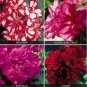 Geranium Mixed 4 Types Rare 10 PCS Seeds