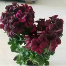 Geranium Mixed 9 Types of Bonsai 10 PCS Seeds Geranium Mixed 9 Types of Bonsai 10 PCS Seeds