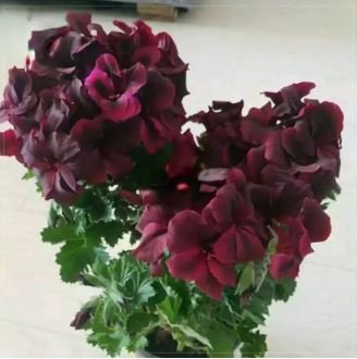 Geranium Mixed 9 Types of Bonsai 10 PCS Seeds