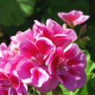 Geranium Mixed Dark Red Petals Pink Edege Flowers Deep Red and White Semidouble Flowers 10 PCS Seeds Geranium Mixed Dark Red Petals Pink Edege Flowers Deep Red and White Semidouble Flowers 10 PCS Seeds