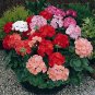 Geranium Mixed Dark Red Petals Pink Edege Flowers Deep Red and White Semidouble Flowers 10 PCS Seeds