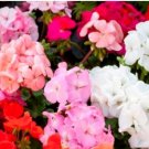 Geranium Mixed White Red Spot Double Petals Purple Black Stripes Flowers 10 PCS Seeds Geranium Mixed White Red Spot Double Petals Purple Black Stripes Flowers 10 PCS Seeds