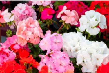 Geranium Mixed White Red Spot Double Petals Purple Black Stripes Flowers 10 PCS Seeds