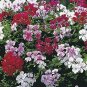 Geranium Mixed White Red Spot Double Petals Purple Black Stripes Flowers 10 PCS Seeds