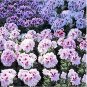 Geranium Mixed White Red Spot Double Petals Purple Black Stripes Flowers 10 PCS Seeds