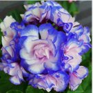 Geranium Mixed Rose 30 PCS Seeds