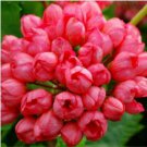 Geranium Orangish Red Ball-typed Big Blooms Bonsai Flowers 10 PCS Seeds