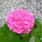 Geranium Peach Pink Light Color Ball-types Bonsai Flowers 10 PCS Seeds Geranium Peach Pink Light Color Ball-types Bonsai Flowers 10 PCS Seeds