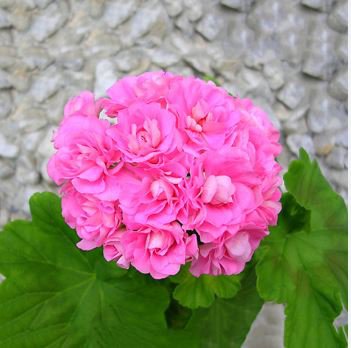 Geranium Peach Pink Light Color Ball-types Bonsai Flowers 10 PCS Seeds