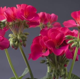 Geranium Peach Pink Red Compact Single Petals Flowers 10 PCS Seeds