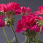 Geranium Peach Pink Red Compact Single Petals Flowers 10 PCS Seeds