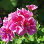Geranium Peach Pink Red Compact Single Petals Flowers 10 PCS Seeds