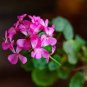 Geranium Peach Pink Red Compact Single Petals Flowers 10 PCS Seeds