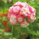 Geranium Pink & Golden Single Dense Petals Big Blooms Bonsai Flowers 10 PCS Seeds Geranium Pink & Golden Single Dense Petals Big Blooms Bonsai Flowers 10 PCS Seeds