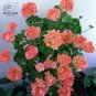 Geranium Pink & Golden Single Dense Petals Big Blooms Bonsai Flowers 10 PCS Seeds