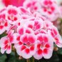 Geranium Pink White Double Petals Perennial Flower 10 PCS Seeds