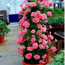 Geranium Planting Bonsai Flower Plants Bonsais Potted Geranium 100 PCS Seeds