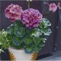 Geranium Planting Bonsai Flower Plants Bonsais Potted Geranium 100 PCS Seeds