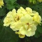 Geranium Purely Greenish Yellow Big Blooms Bonsai Flowers 10 PCS seeds