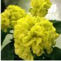 Geranium Purely Greenish Yellow Big Blooms Bonsai Flowers 10 PCS seeds