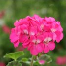 Geranium Purely Light Pink Compact Rosebuds (flower won't open) Flower 10 PCS Seeds