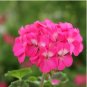 Geranium Purely Light Pink Compact Rosebuds (flower won't open) Flower 10 PCS Seeds