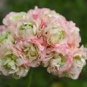 Geranium Purely Light Pink Compact Rosebuds (flower won't open) Flower 10 PCS Seeds