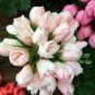 Geranium Purely Light Pink Compact Rosebuds (flower won't open) Flower 10 PCS Seeds