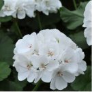Geranium Purely Milky White Big Blooms Perennial Bonsai Flowers 10 PCS Seeds Geranium Purely Milky White Big Blooms Perennial Bonsai Flowers 10 PCS Seeds