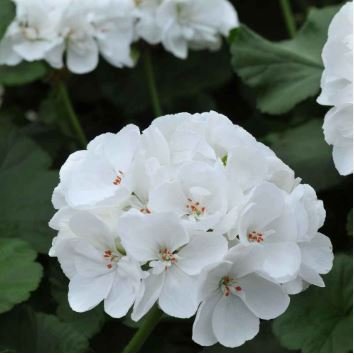 Geranium Purely Milky White Big Blooms Perennial Bonsai Flowers 10 PCS Seeds