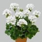 Geranium Purely Milky White Big Blooms Perennial Bonsai Flowers 10 PCS Seeds