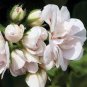 Geranium Purely Milky White Big Blooms Perennial Bonsai Flowers 10 PCS Seeds