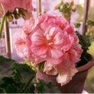 Geranium Purely Orange Double Petals Perennial Bonsai Flowers 10 PCS Seeds Geranium Purely Orange Double Petals Perennial Bonsai Flowers 10 PCS Seeds