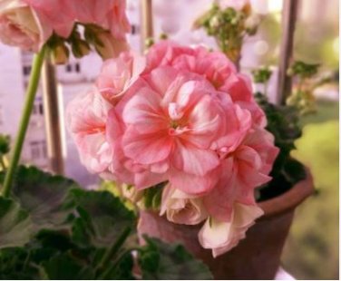 Geranium Purely Orange Double Petals Perennial Bonsai Flowers 10 PCS Seeds