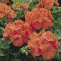 Geranium Purely Orange Double Petals Perennial Bonsai Flowers 10 PCS Seeds