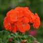 Geranium Purely Orange Double Petals Perennial Bonsai Flowers 10 PCS Seeds