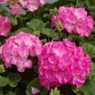 Geranium Purely Pink Double Petals Dense Ball-shaped Perennial Bonsai Flowers 10 PCS Seeds Geranium Purely Pink Double Petals Dense Ball-shaped Perennial Bonsai Flowers 10 PCS Seeds